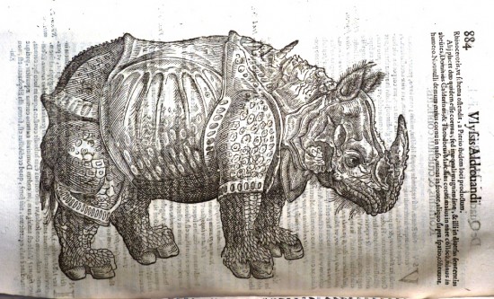 Rhinoceros in Aldrovandi