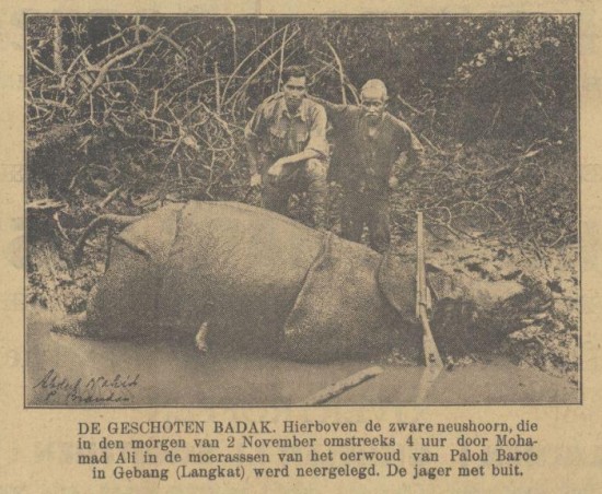 Javan rhino shot in Langkat 1927