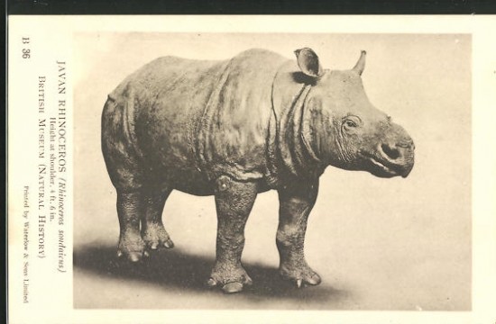 NHM Javan rhino