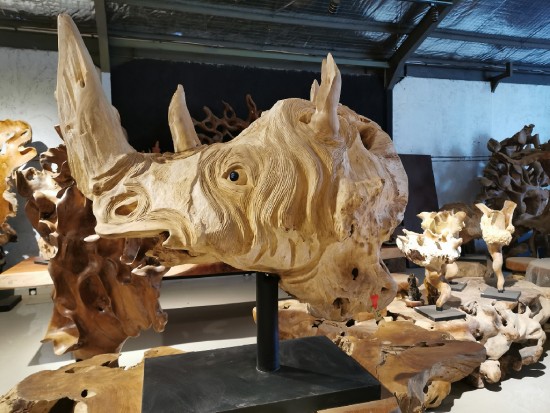 A Sumatran woody rhinoceros skull
