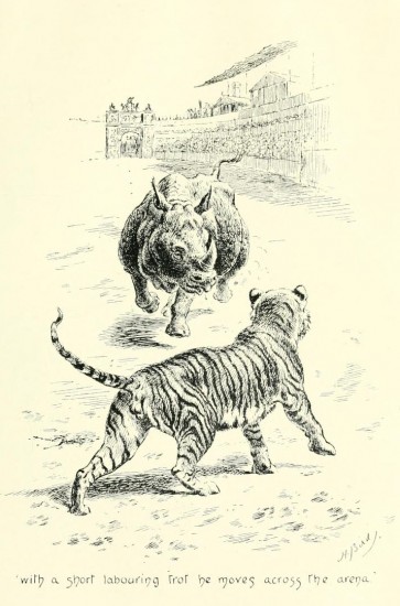 Rhino in Roman Arena
