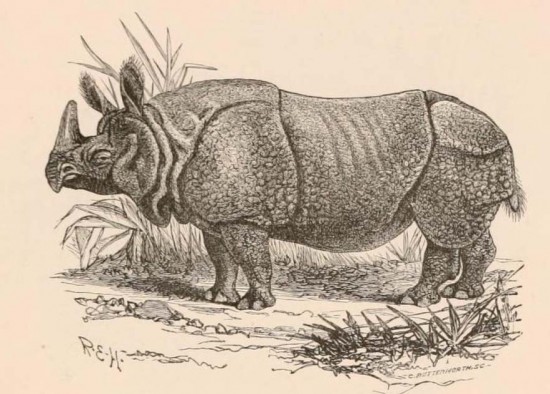 Flower - Indian Rhino