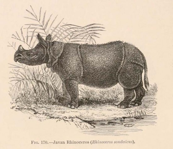 Flower - Javan Rhino