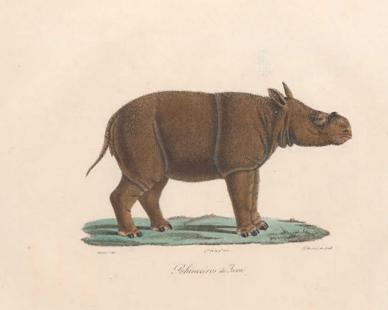 Cuvier 1824 Javan Rhino