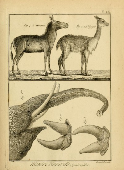 Rhino double horns 1819