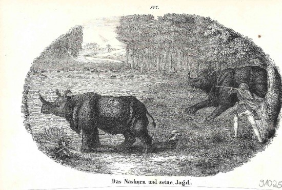 The hunt of the rhinoceros