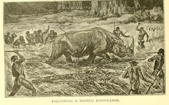 Noosed rhino 1903