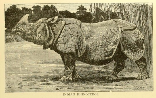 Indian rhino by Dixon