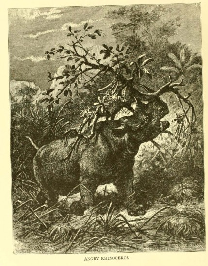 Angry rhino 1903