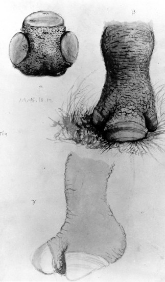 Burchell rhino feet 1812