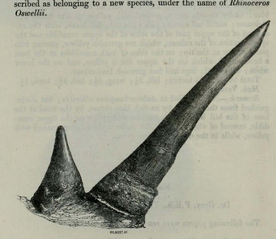 Rhinoceros oswellii