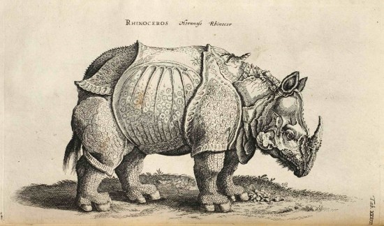 Jonston 1660 Rhinoceros