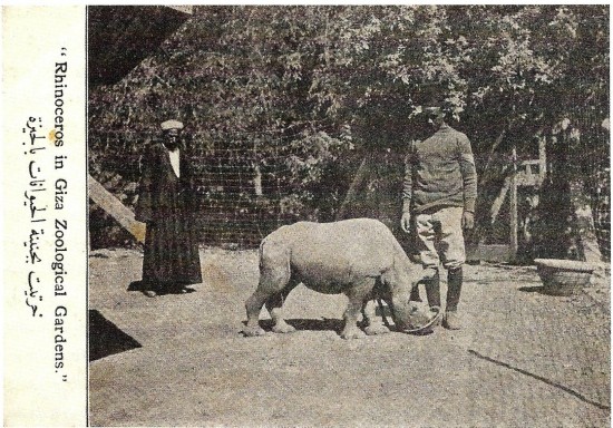 Cairo Zoo 1908