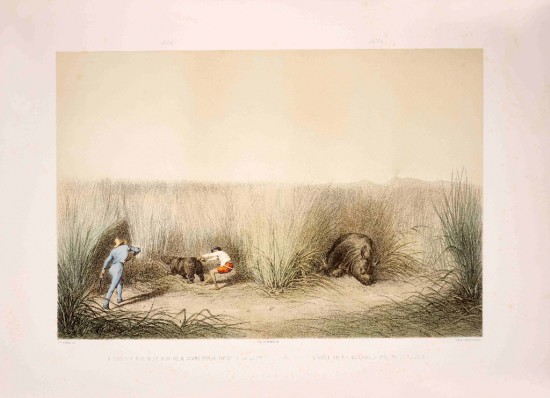 Andrassy 1853 Rhino capture