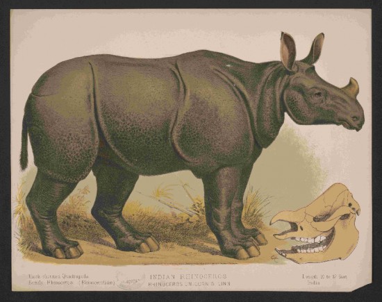 Indian Rhino 1874