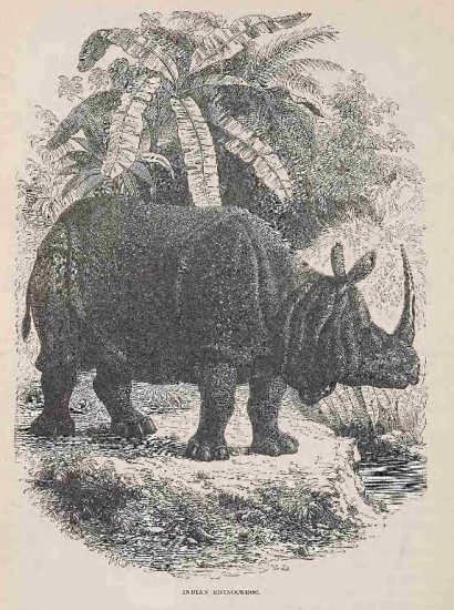 Goodrich Indian rhino