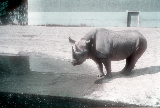 Munich 1961 Female black rhino