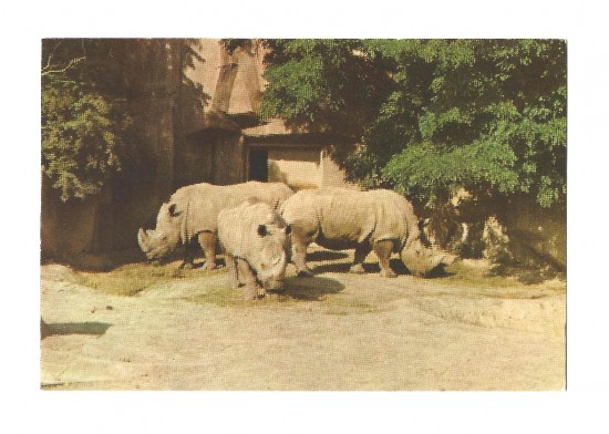 Postcard from Milwaukee Zoo