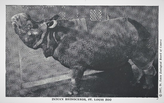 Harry, an Indian rhino at the St Louis Zoo