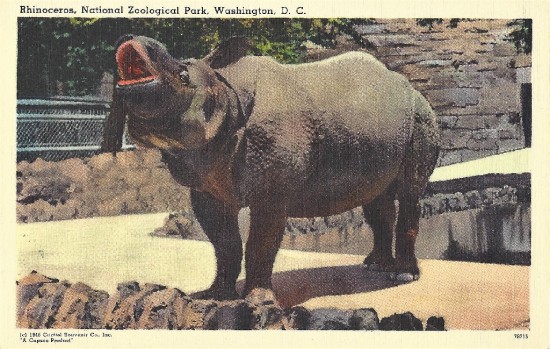 Gunda, an adult male Indian rhino