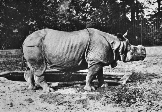 Hornaday's Great Indian rhinoceros "Mogul"