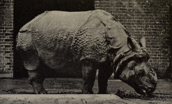 "Tom" an Indian rhino from Cooch Behar
