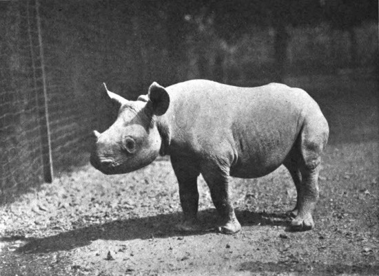 "Mesoviro", a male infant Black rhino from Tanzania