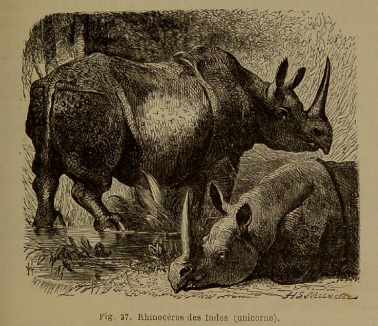 Figuier 1869 Indian rhino