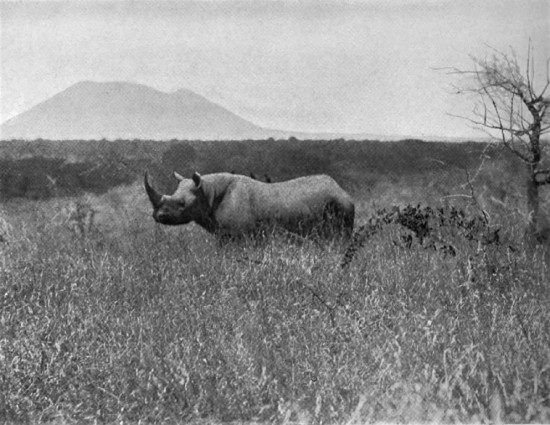 Black rhinoceros in plains country of East Africa