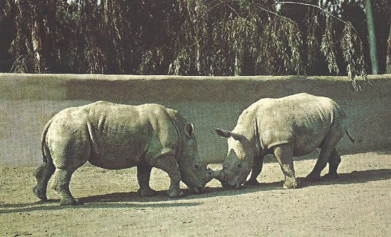 White rhinos at San Diego Zoo - Balboa Park