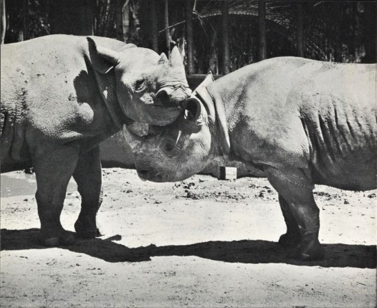 Black rhinoceros at San Diego Zoo in Balboa Park