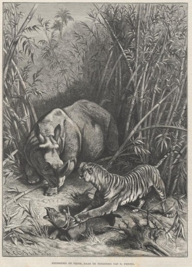 Rhinoceros and Tiger