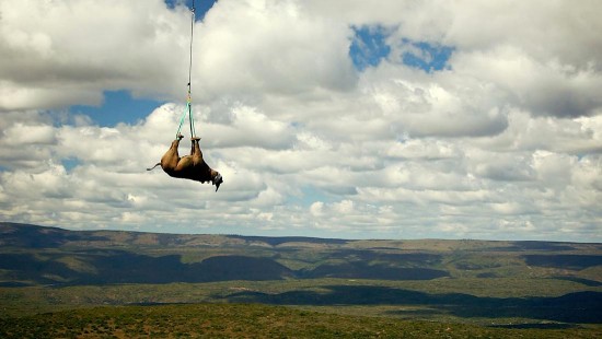 A black rhino is suspended from a helicopter