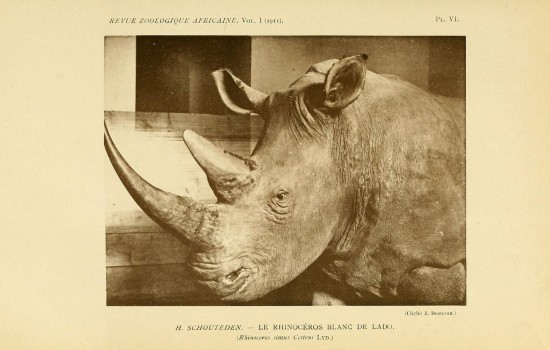 Lado rhinoceros