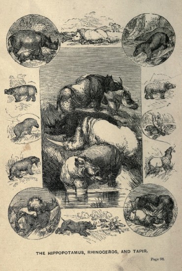 Mayne Reid 1870 Rhinoceros