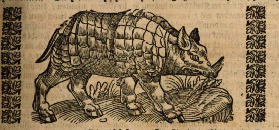 Wagner Rhinoceros 1686