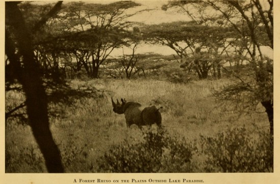 Forest Rhino in Kenya