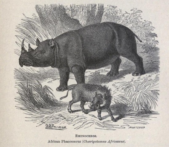 Freeman Rhinoceros 1869