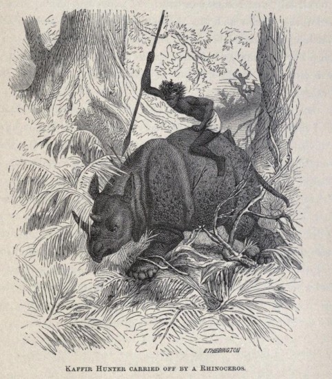 Kaffir hunter and rhinoceros