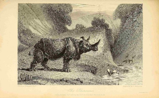 Kotdwara Rhinoceros