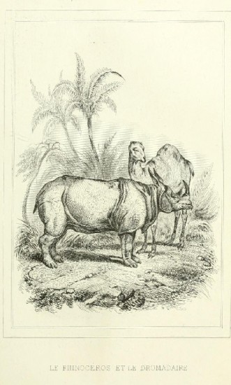 Rhinoceros and Dromadary 1838