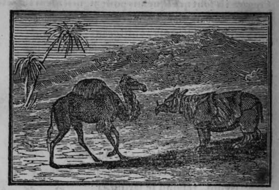 Rhinoceros and Dromedary 1833