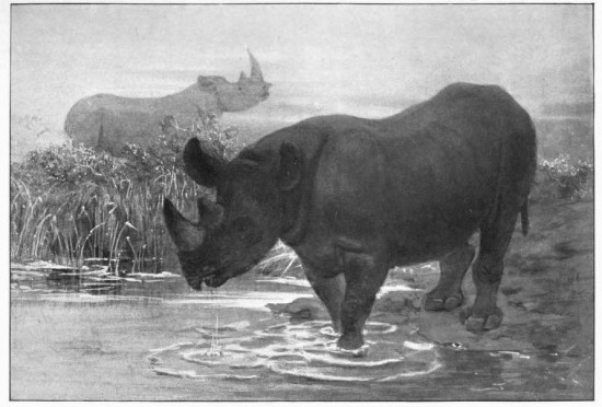 African Rhino after J. Wolf