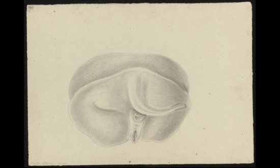 Anatomical drawing of rhino