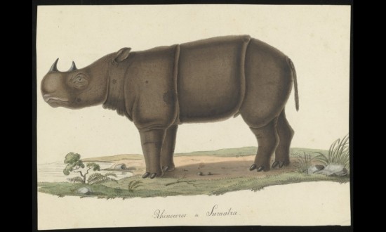 Rhinoceros of Sumatra