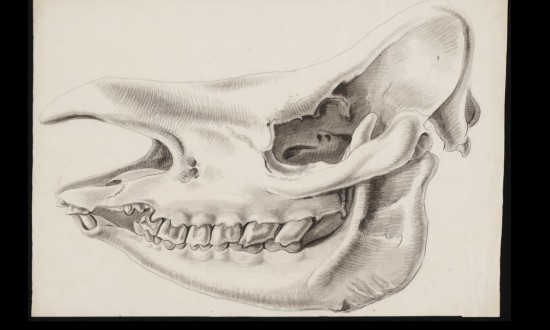 Skull of Javan rhino