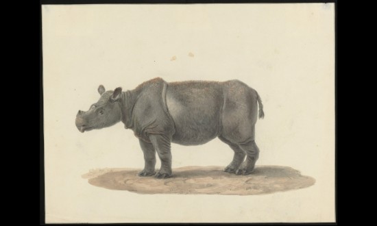 Sumatran Rhino 1825