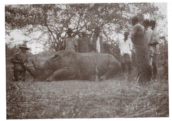 Nile Rhino at Rhino Camp