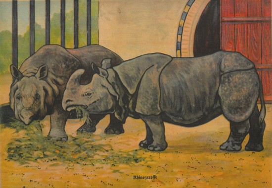 Weczerzick Indian rhinos