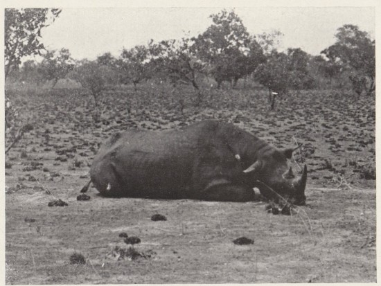 Black rhino in Cameroon